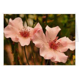 Pink Heirloom Rose Blank Inside Card