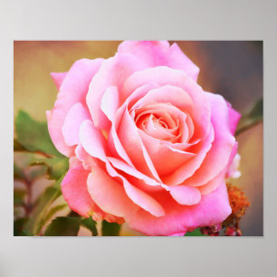 Pink Heirloom Rose Photographic Art Print