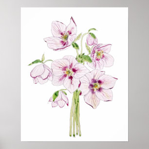 pink hellebores flower watercolor poster