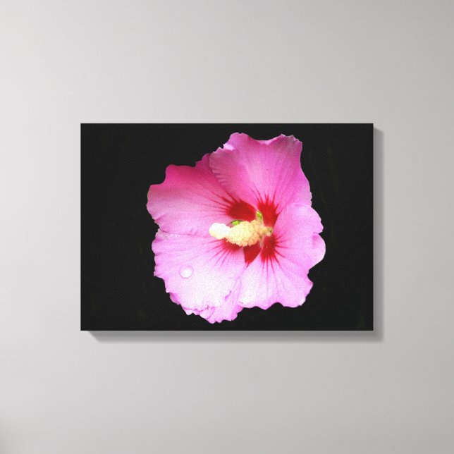 Pink Hibiscus Canvas Print (Front)