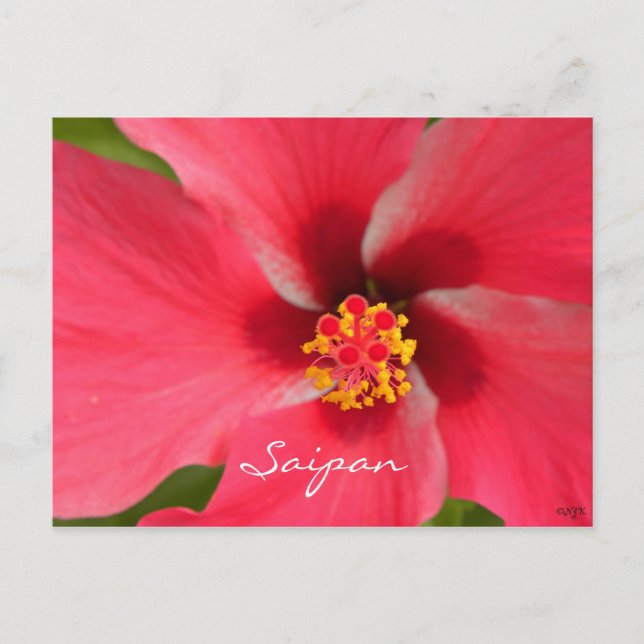 Pink Hibiscus Centre Postcard (Front)