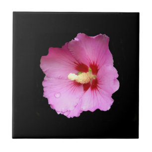 Pink Hibiscus Ceramic Tile