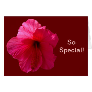 Pink Hibiscus Flower