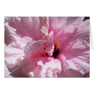 Pink Hibiscus Flower
