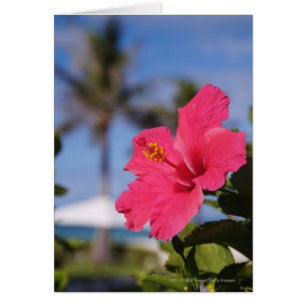 Pink hibiscus flower