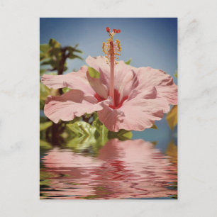 Pink hibiscus flower above the water postcard