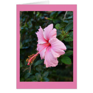 Pink Hibiscus flower card