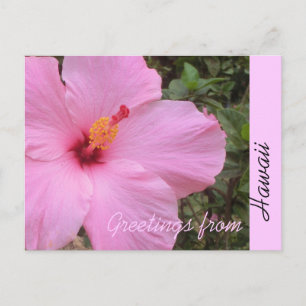 Pink hibiscus flower Hawaii greeting postcard