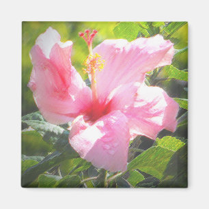 Pink Hibiscus Flower Magnet