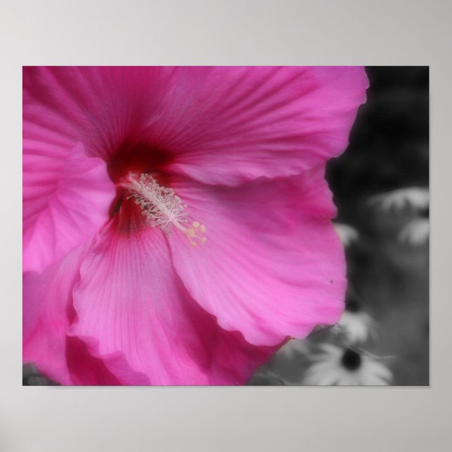 Pink Hibiscus Flower Partial Colour  Poster (Front)