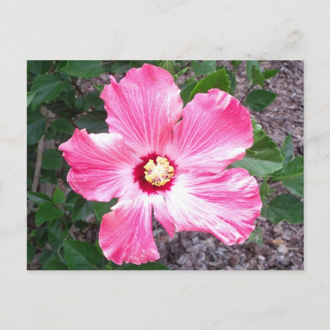 Pink Hibiscus Flower Photo Postcard (Front)