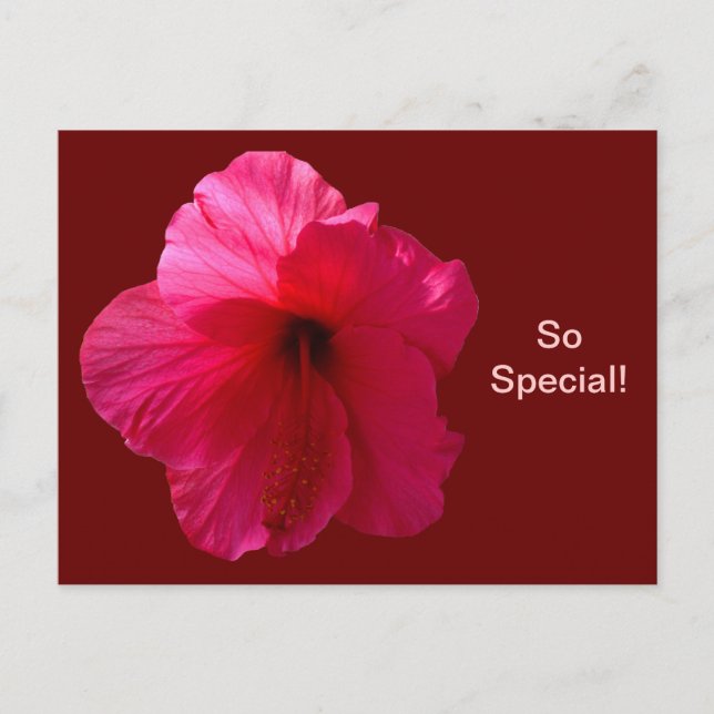 Pink Hibiscus Flower Postcard (Front)