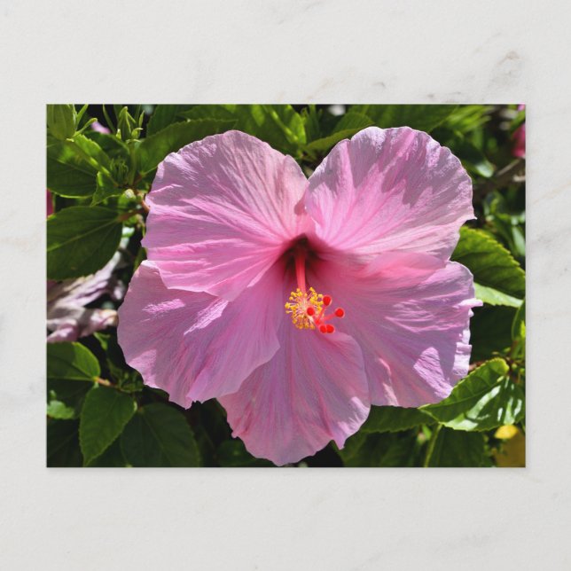 Pink Hibiscus Flower Postcard (Front)