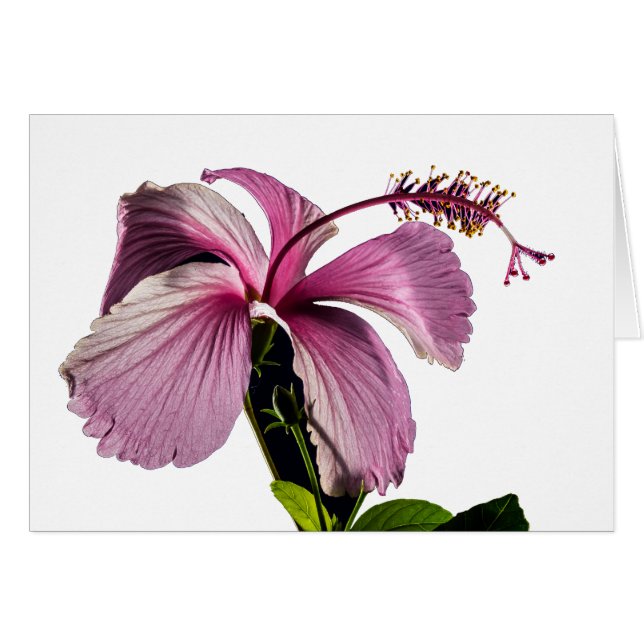 Pink Hibiscus Flower Side View (Front Horizontal)