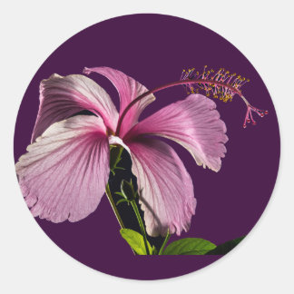 Pink Hibiscus Flower Side View Classic Round Sticker