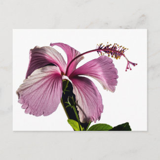 Pink Hibiscus Flower Side View Postcard
