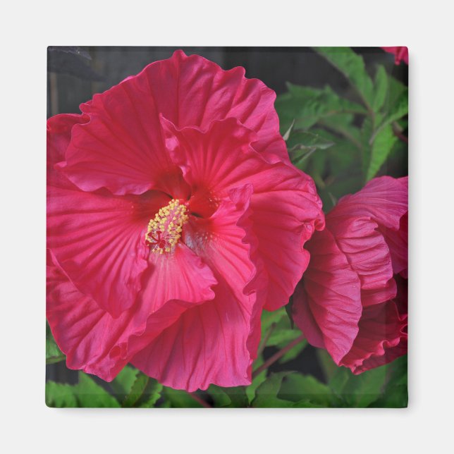 Pink hibiscus flowers magnet (Front)