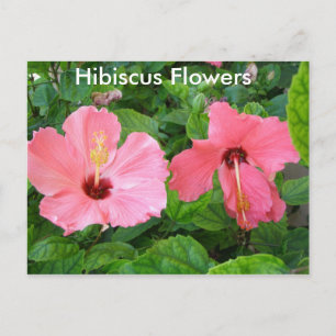 Pink Hibiscus Flowers Postcard