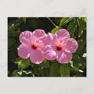 Pink Hibiscus Flowers Postcard