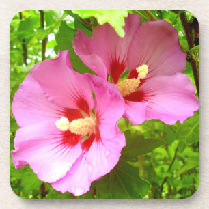 Pink Hibiscus Hard Plastic Coaster