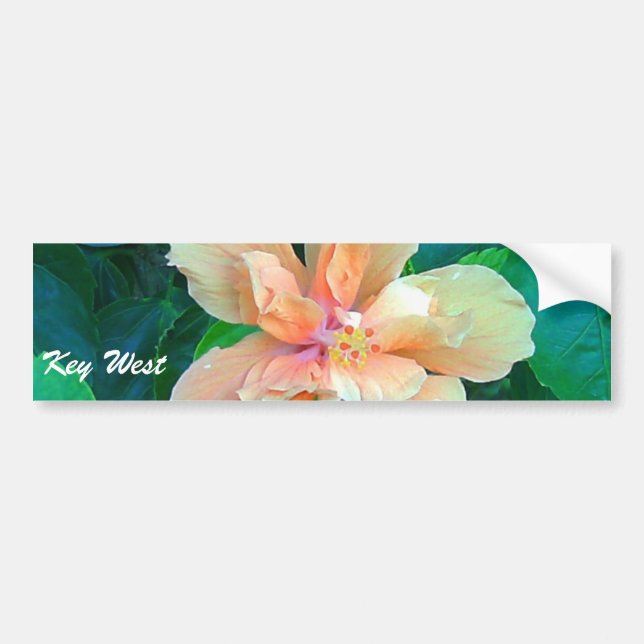 Pink Hibiscus, Key West Bumper Sticker (Front)