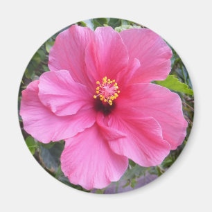 Pink Hibiscus magnet