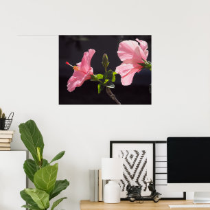 Pink Hibiscus on Black Poster
