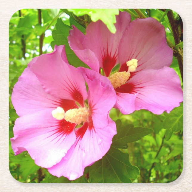 Pink Hibiscus Paper Coaster (Front)