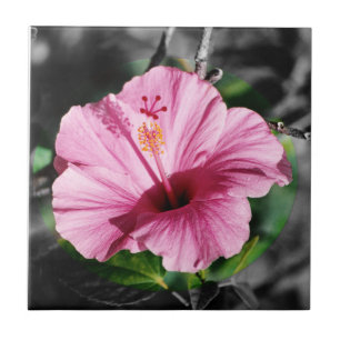 Pink Hibiscus Photo Tile