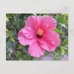 Pink Hibiscus postcard, customise Postcard