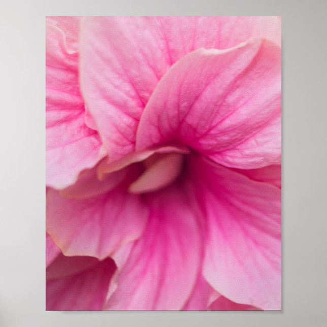 Pink Hibiscus Poster (Front)