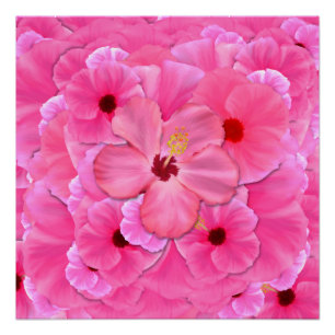 Pink Hibiscus Poster