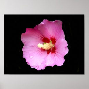 Pink Hibiscus Poster