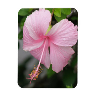 Pink Hibiscus Premium Magnet