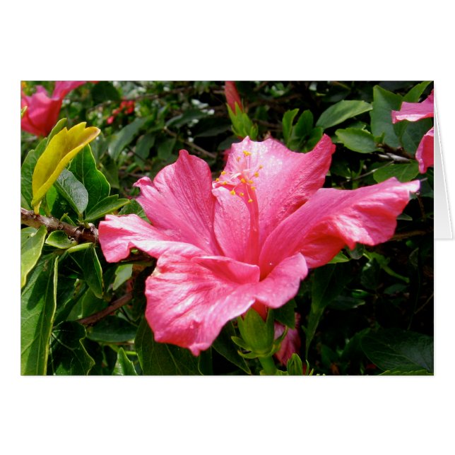 Pink Hibiscus Queen (Front Horizontal)