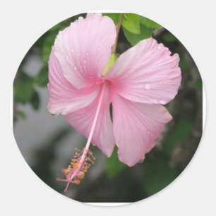 Pink Hibiscus Stickers