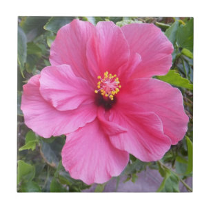 Pink Hibiscus tile