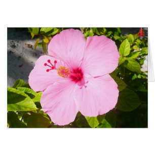 Pink Hibiscus Tropical Flower