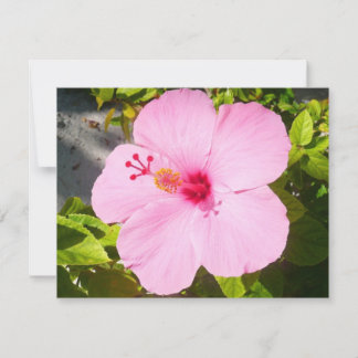 Pink Hibiscus Tropical Flower