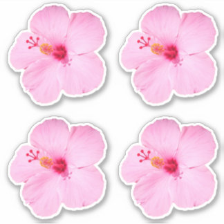 Pink Hibiscus Tropical Flower