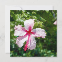 Pink Hibiscus Tropical Flower Birthday Greeting 
