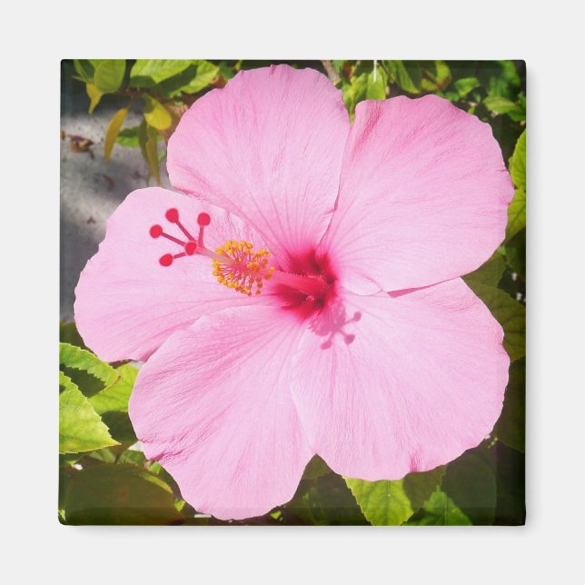 Pink Hibiscus Tropical Flower Magnet (Front)