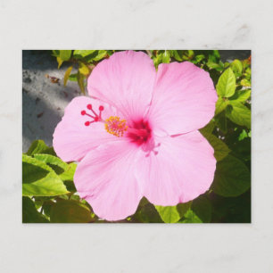 Pink Hibiscus Tropical Flower Postcard