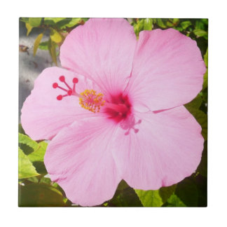 Pink Hibiscus Tropical Flower Tile