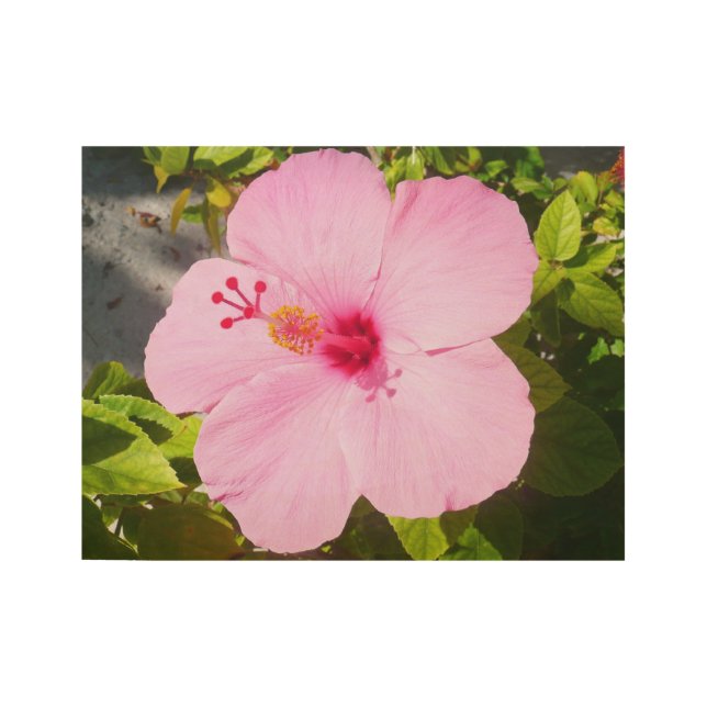 Pink Hibiscus Tropical Flower Wood Poster (Front)