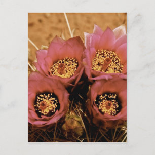 PINK HIGH DESERT SPRING FLOWERS POSTCARD