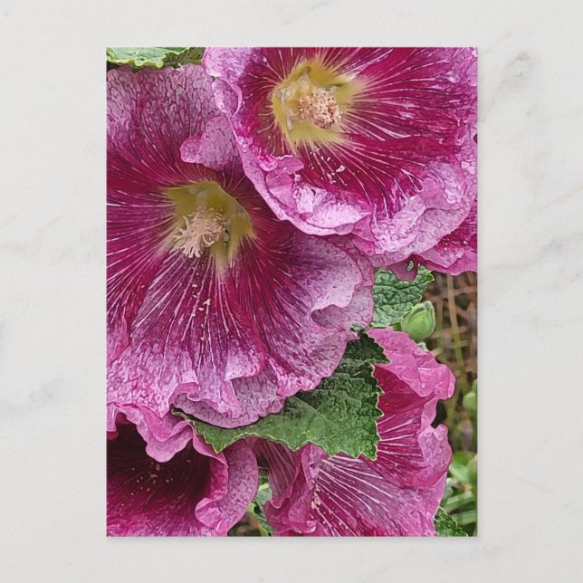 Pink hollyhock beauty  postcard (Front)