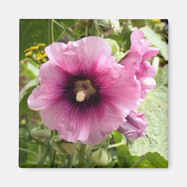 PINK HOLLYHOCK MAGNET (Front)