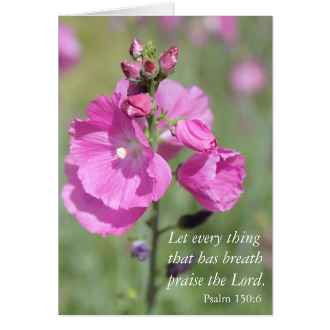 Pink Hollyhock Praise (Front)