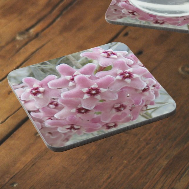 Pink Hoya Plant Flowers Floral Coaster (In Situ)